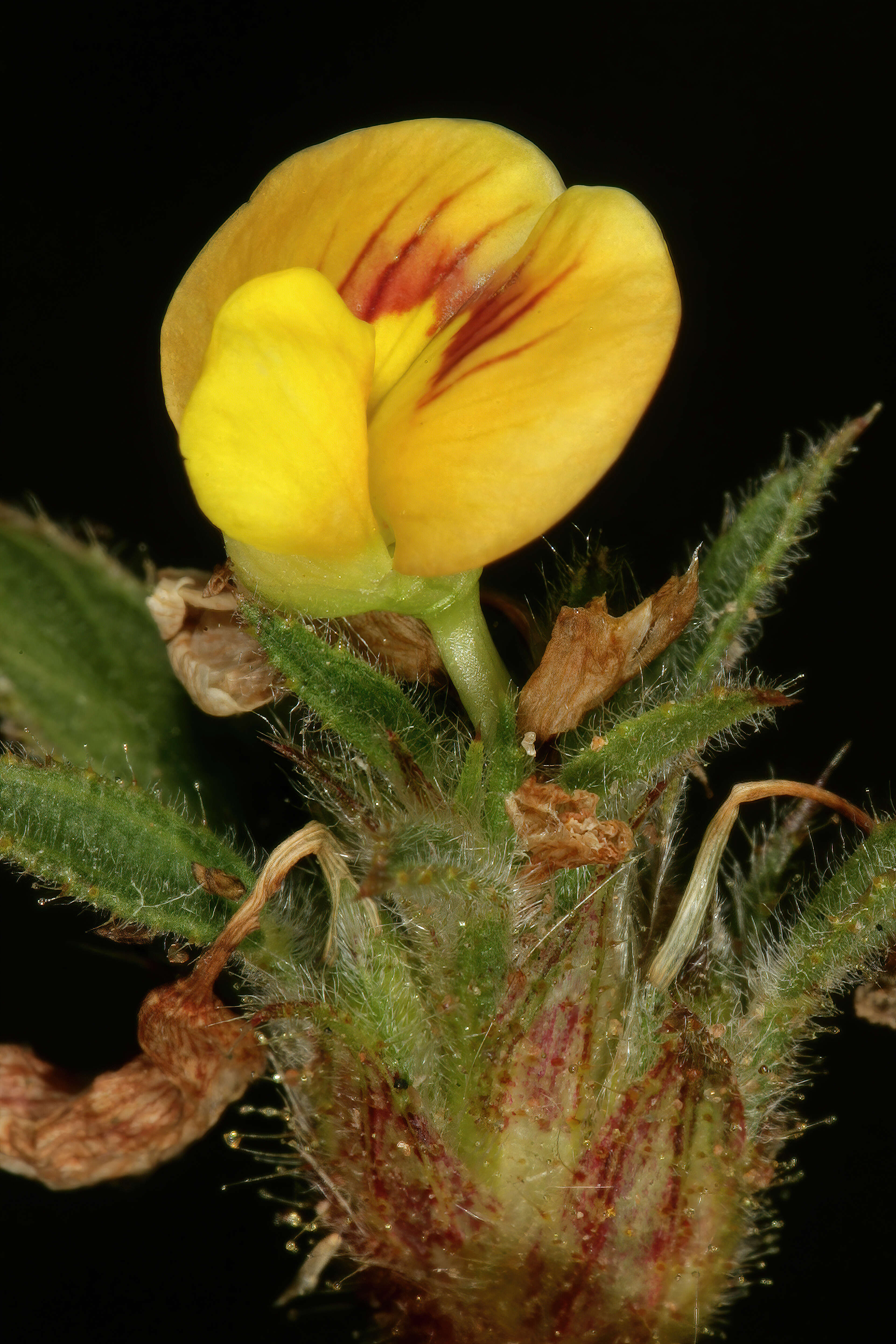 Image of shrubby pencilflower