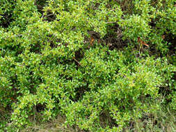 Image of Italian buckthorn