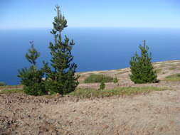 Image of Cedros Island Pine