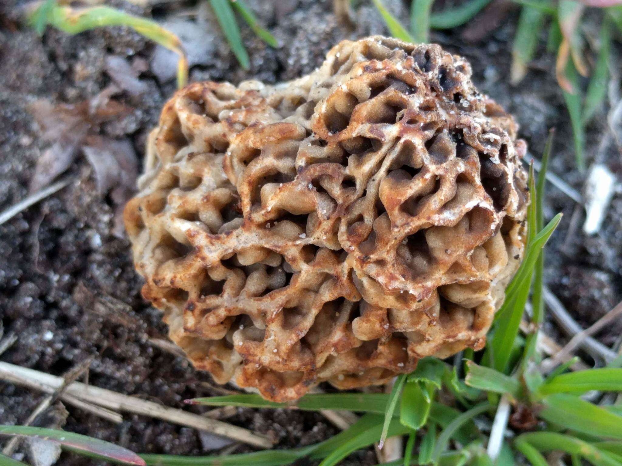 Image of Morchella vulgaris