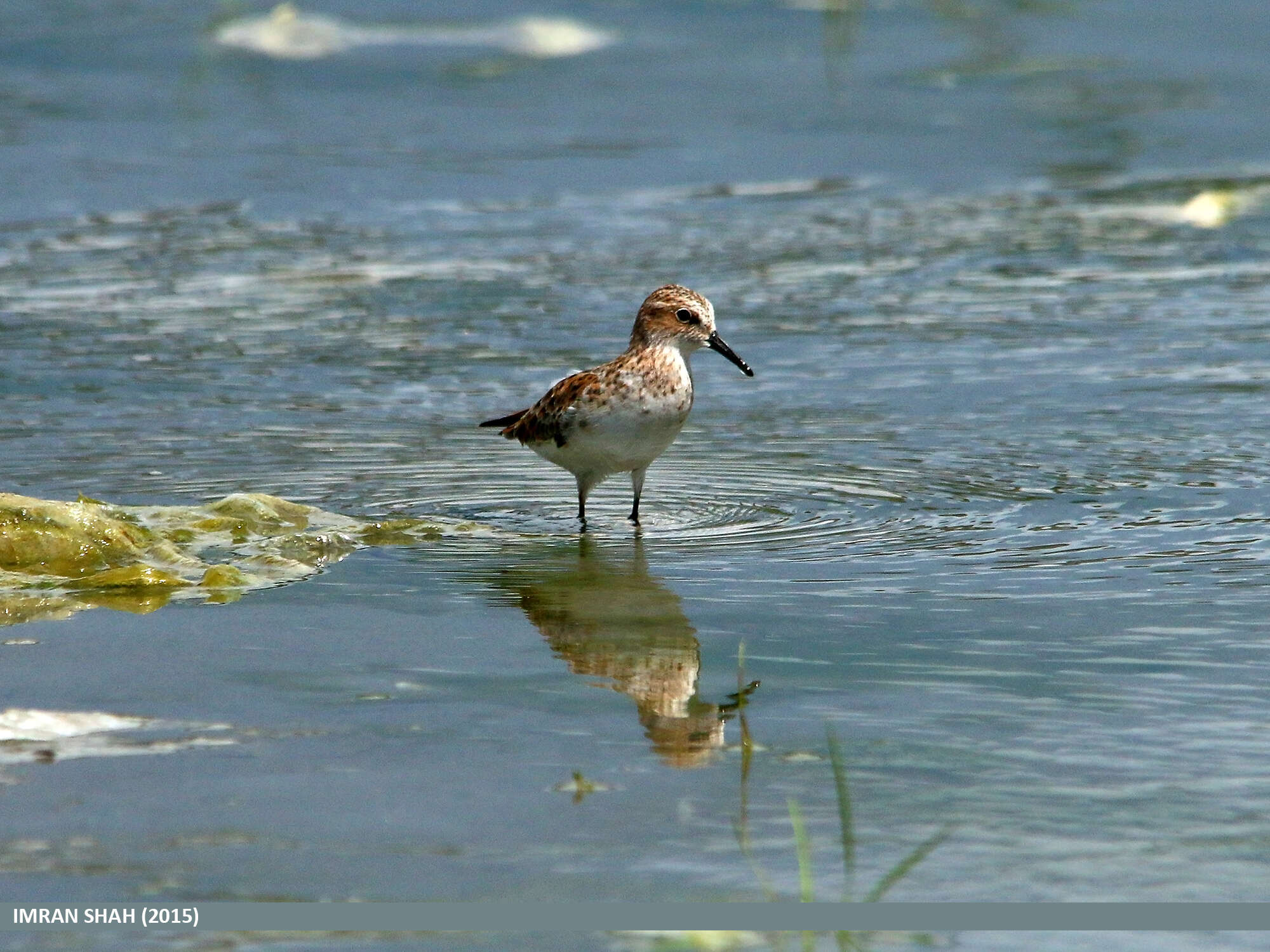 Image of Little Stint