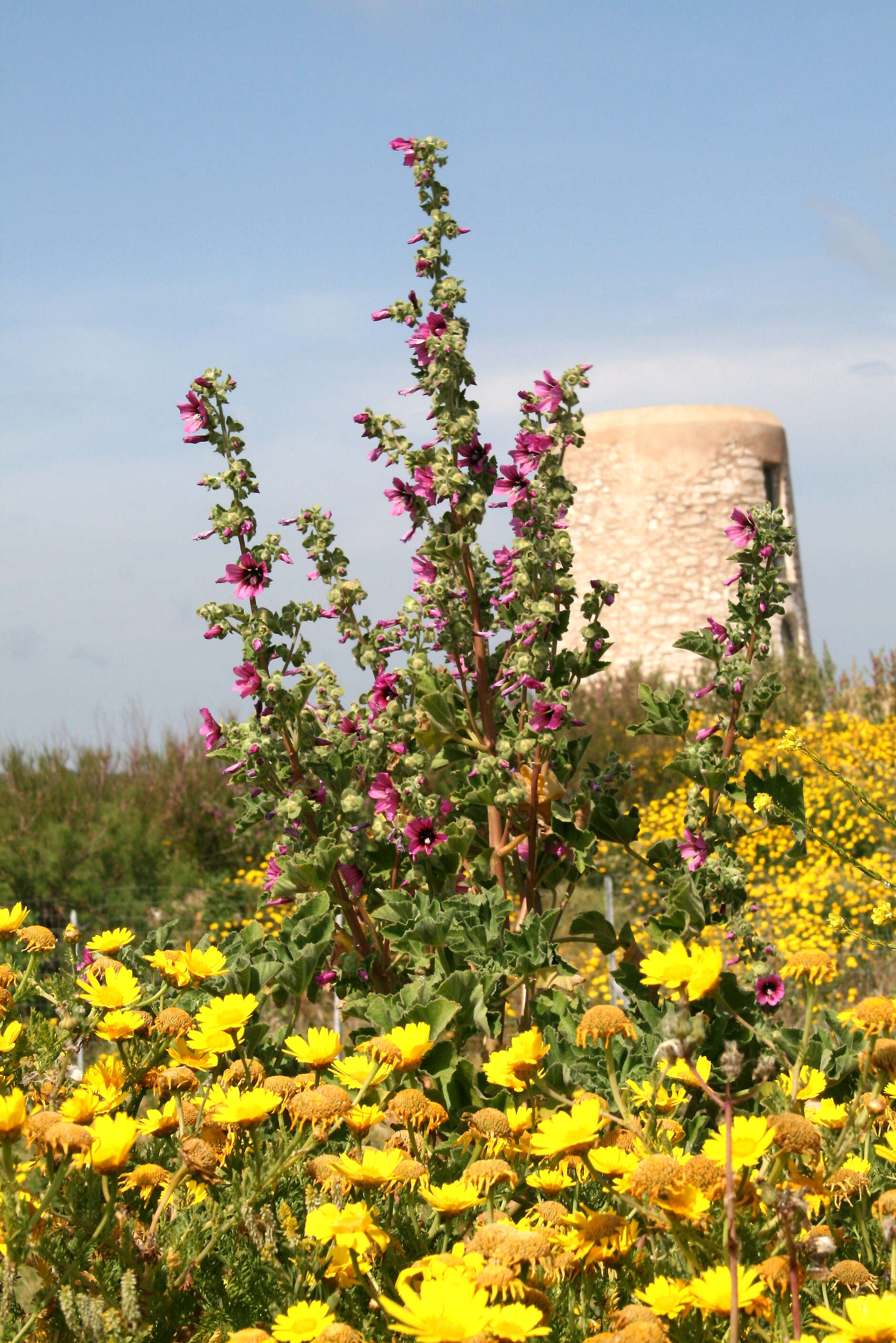 Image of high mallow