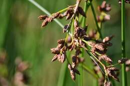 Image of lakeshore bulrush