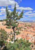 Image of Great Basin bristlecone pine