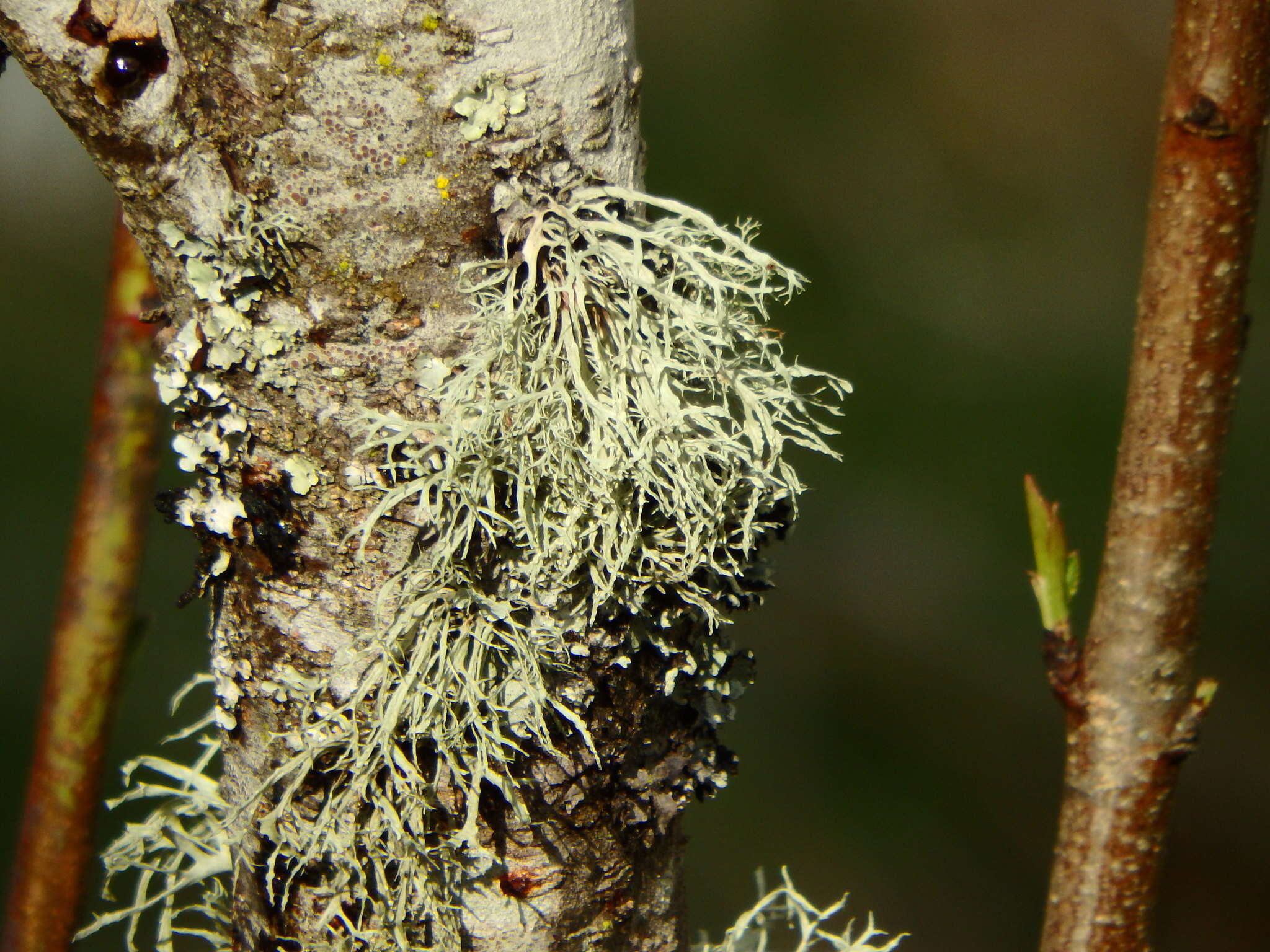 Imagem de Ramalina farinacea (L.) Ach.