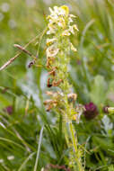 Image of Lousewort