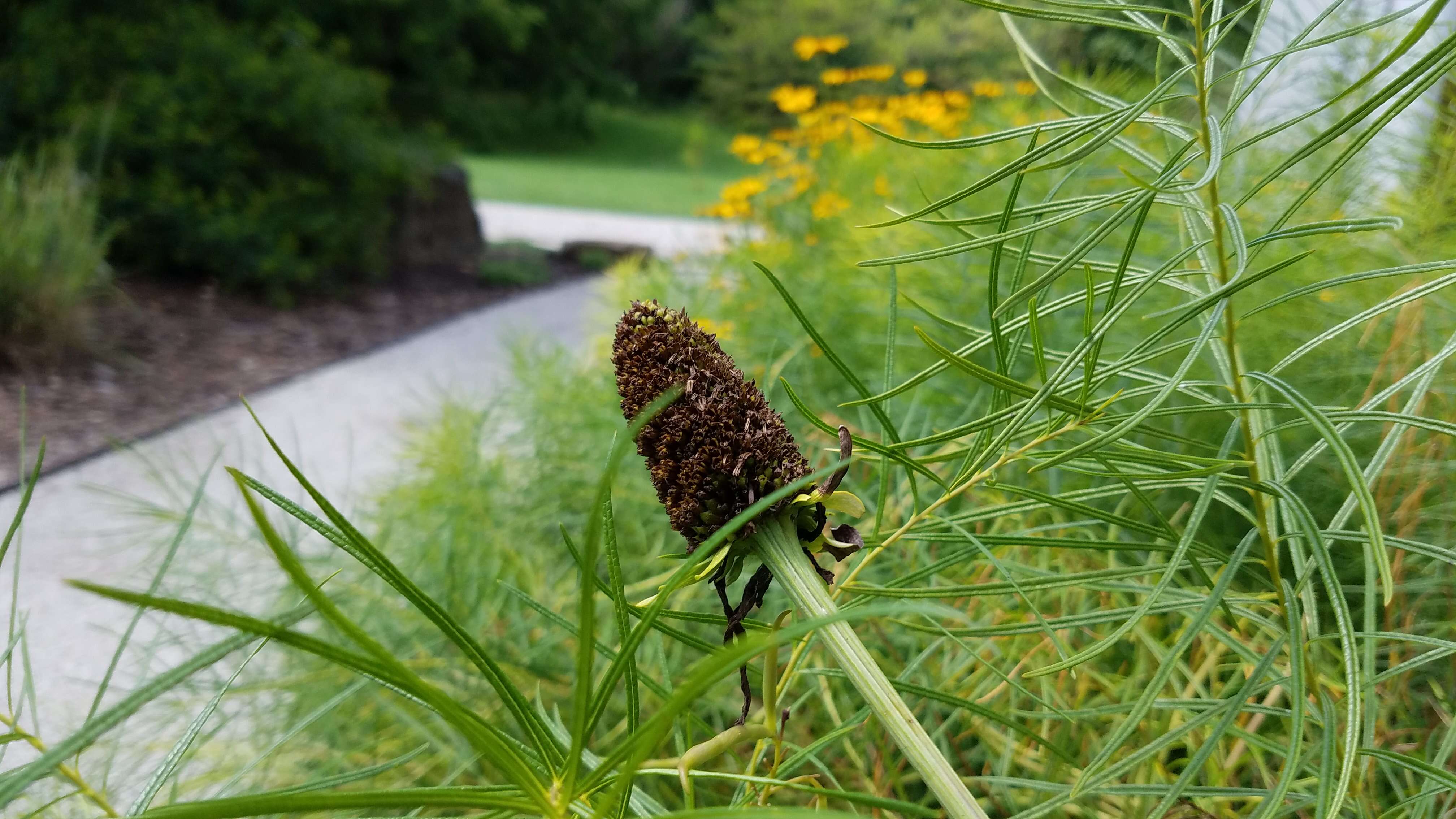 Image of great coneflower