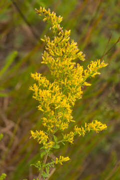 Solidago nemoralis Ait.的圖片