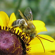 Image of Agile Long-horned Bee