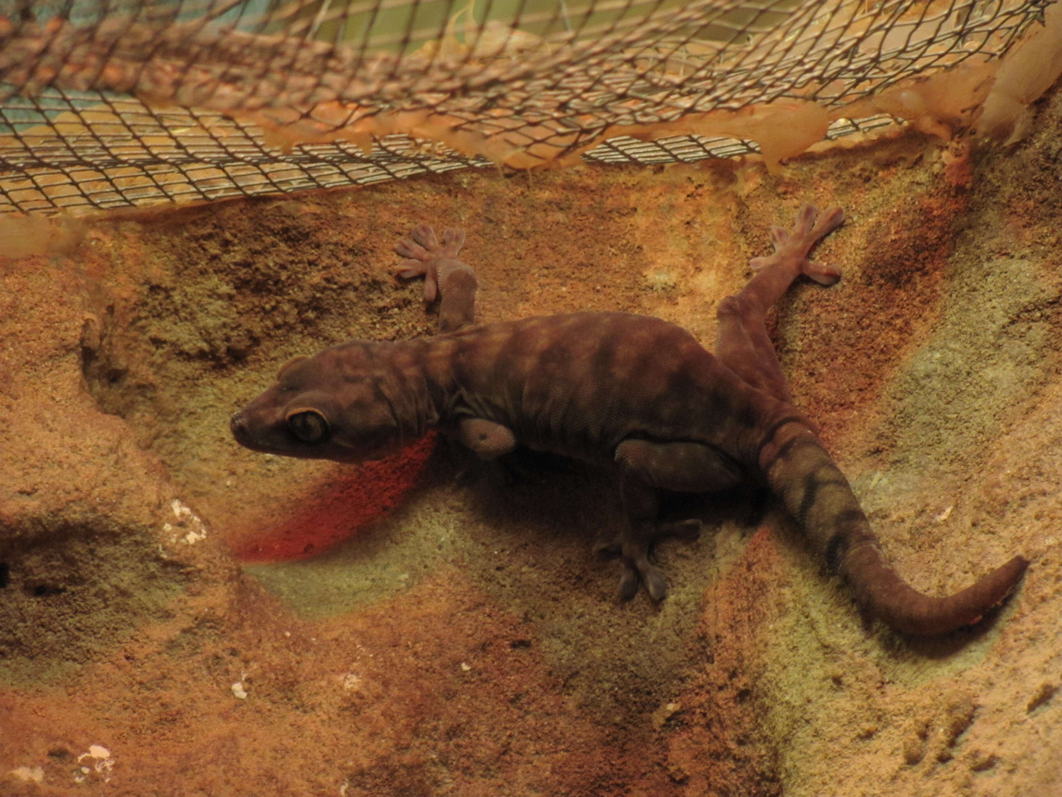 Image of Giant Cave Gecko