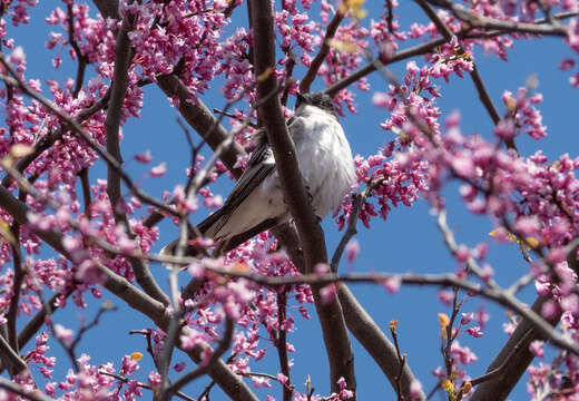 Image of Eastern Kingbird