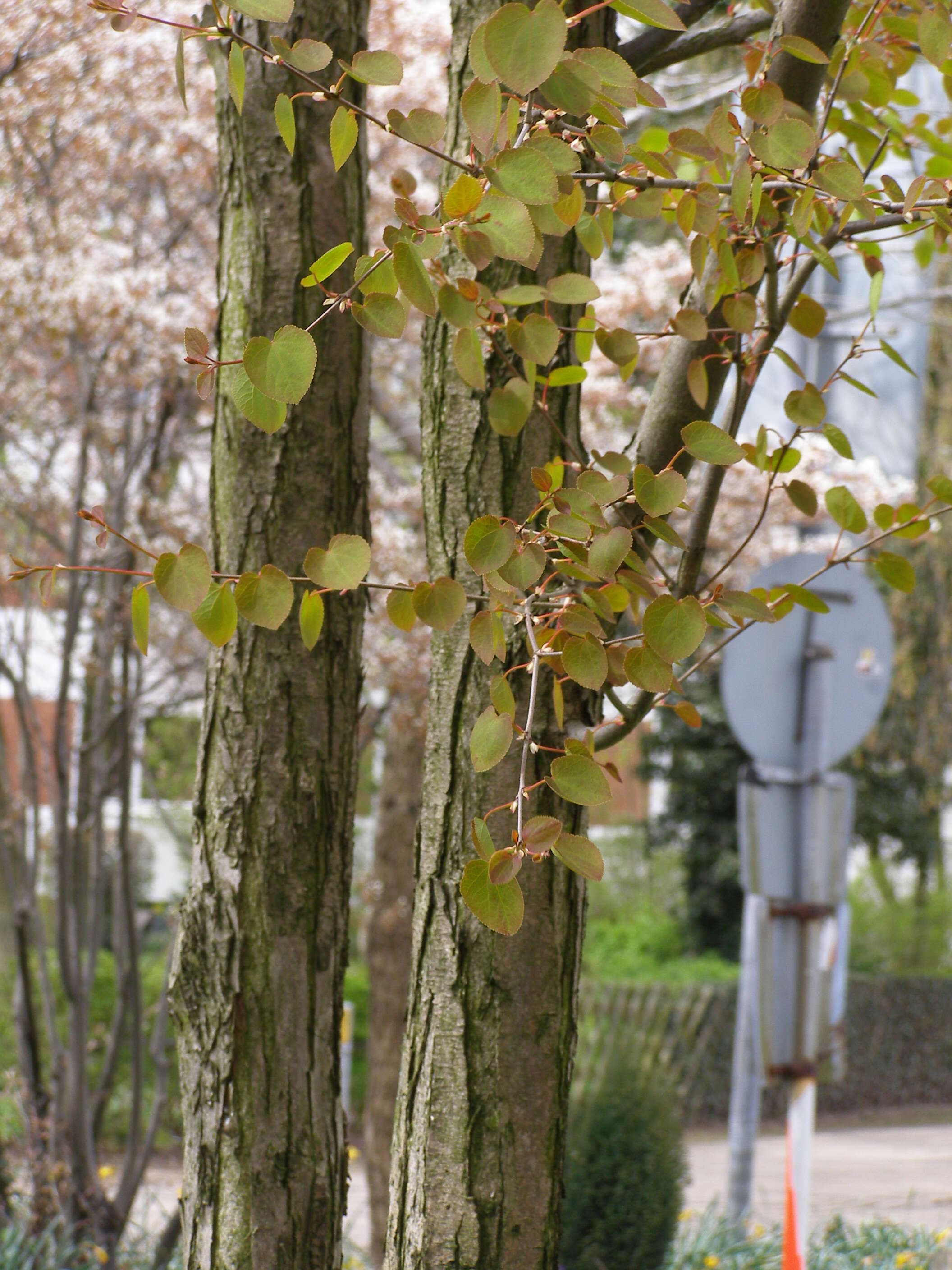 Image of katsura tree family