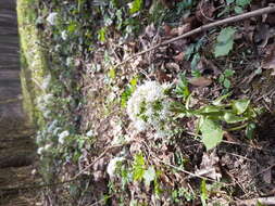 Image of Petasites albus (L.) Gaertn.