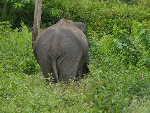 Image of Elephas Linnaeus 1758