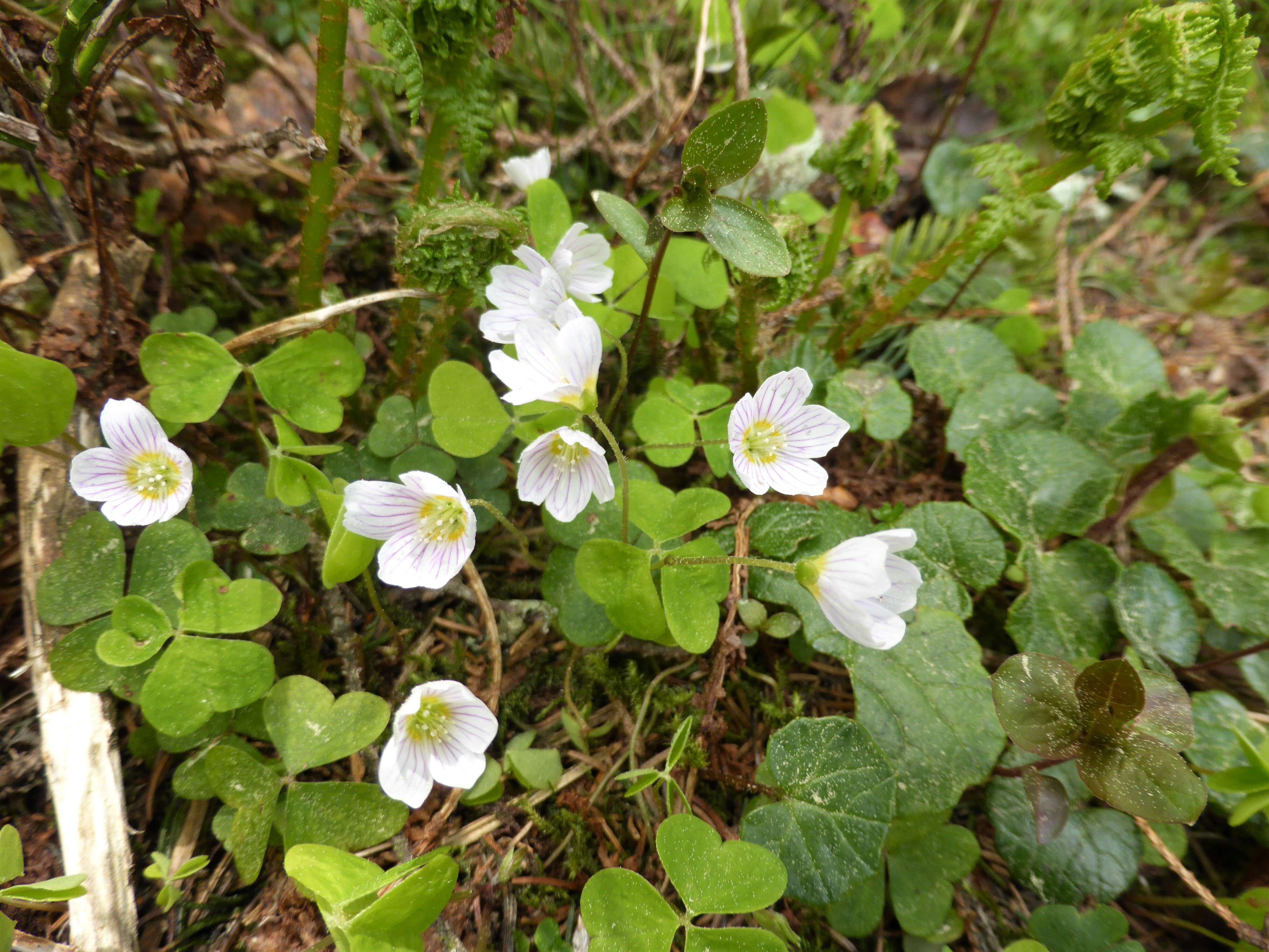 Imagem de Oxalis acetosella L.