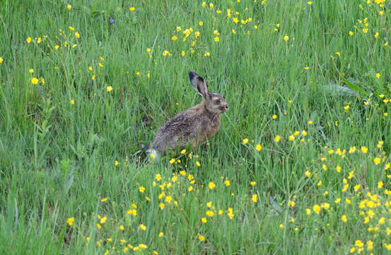 Image of brown hare, european hare