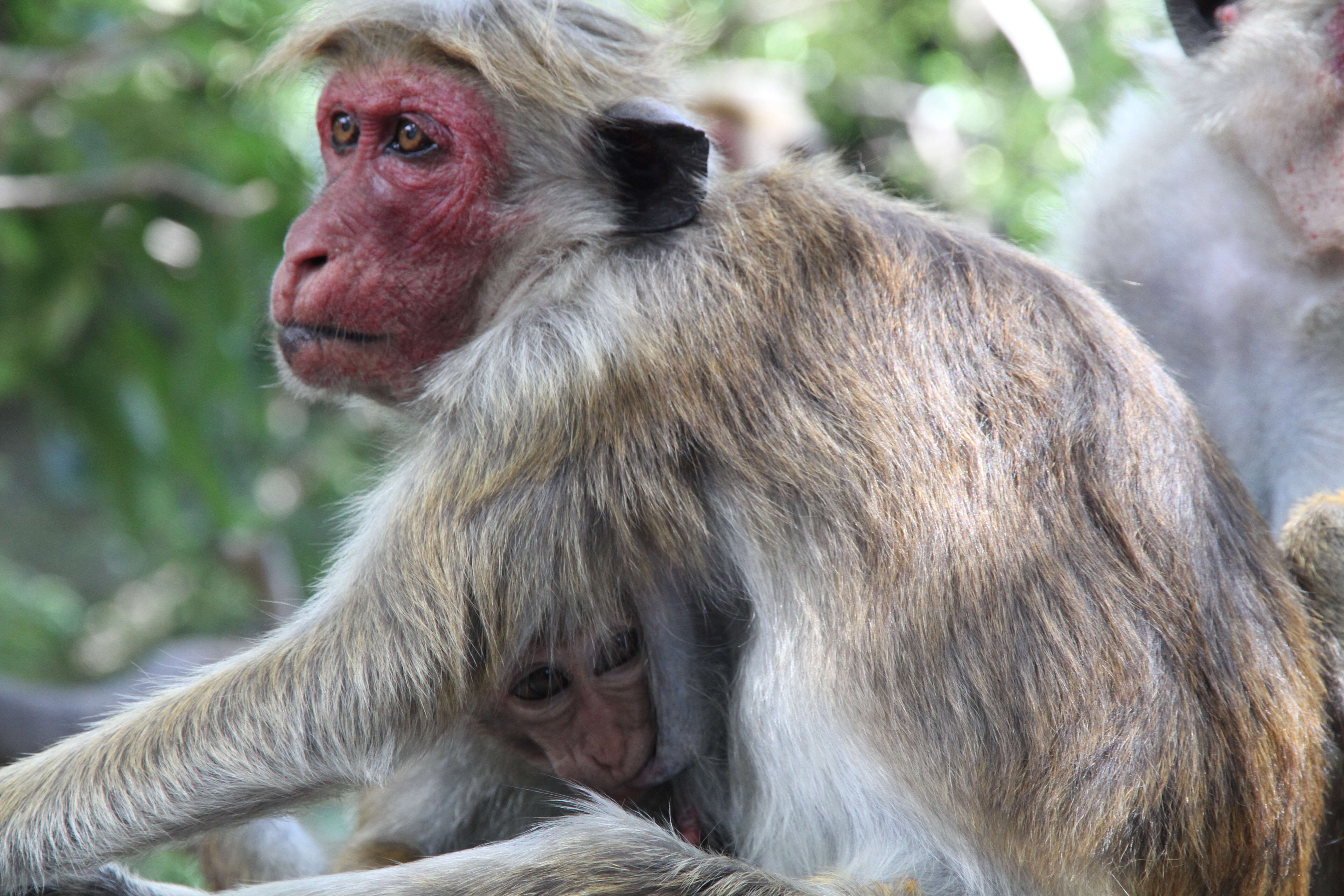 Image of Toque macaque