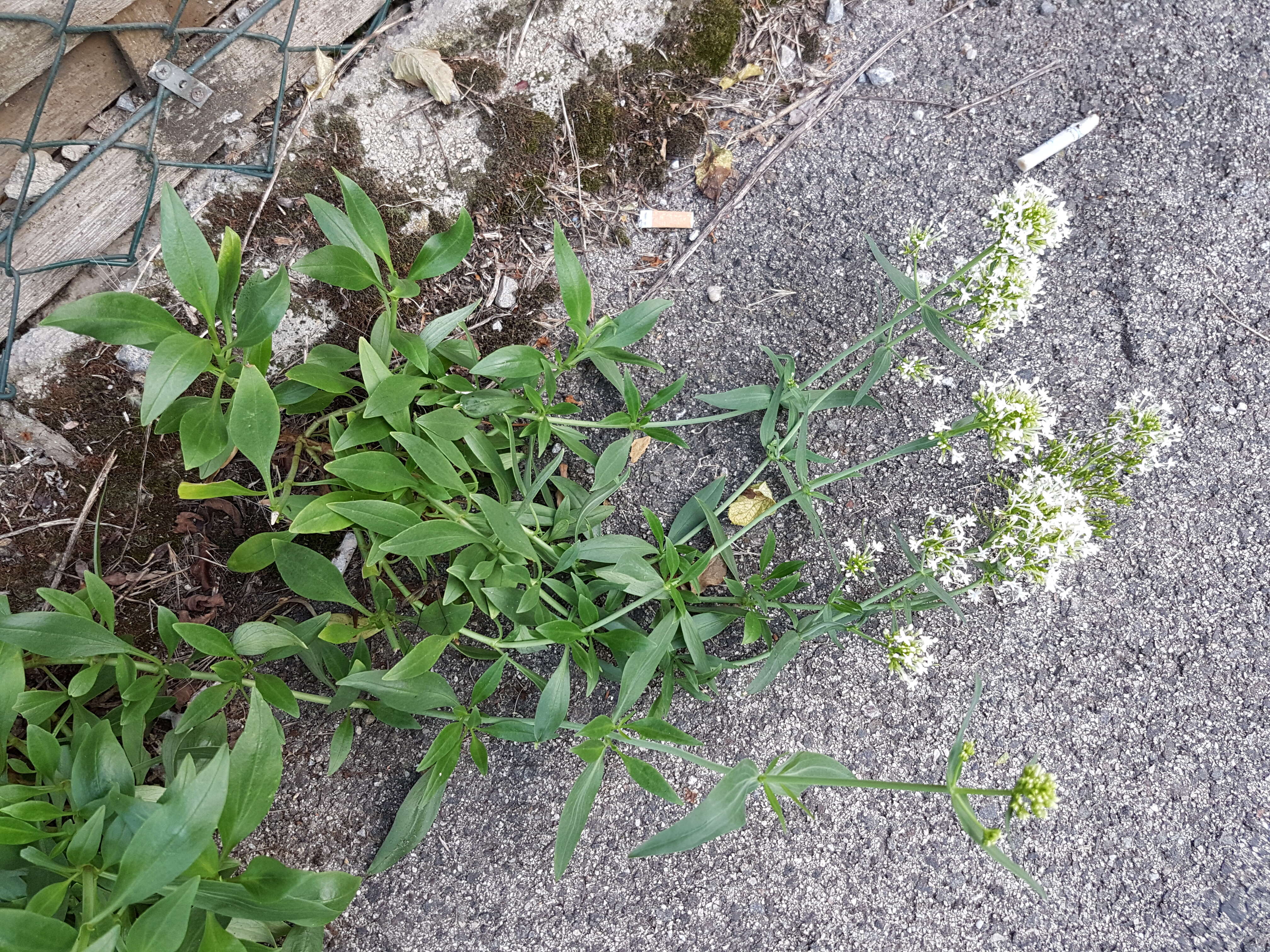 Image of Red Valerian