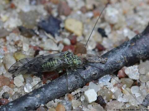 Psococerastis gibbosa (Sulzer 1776) resmi