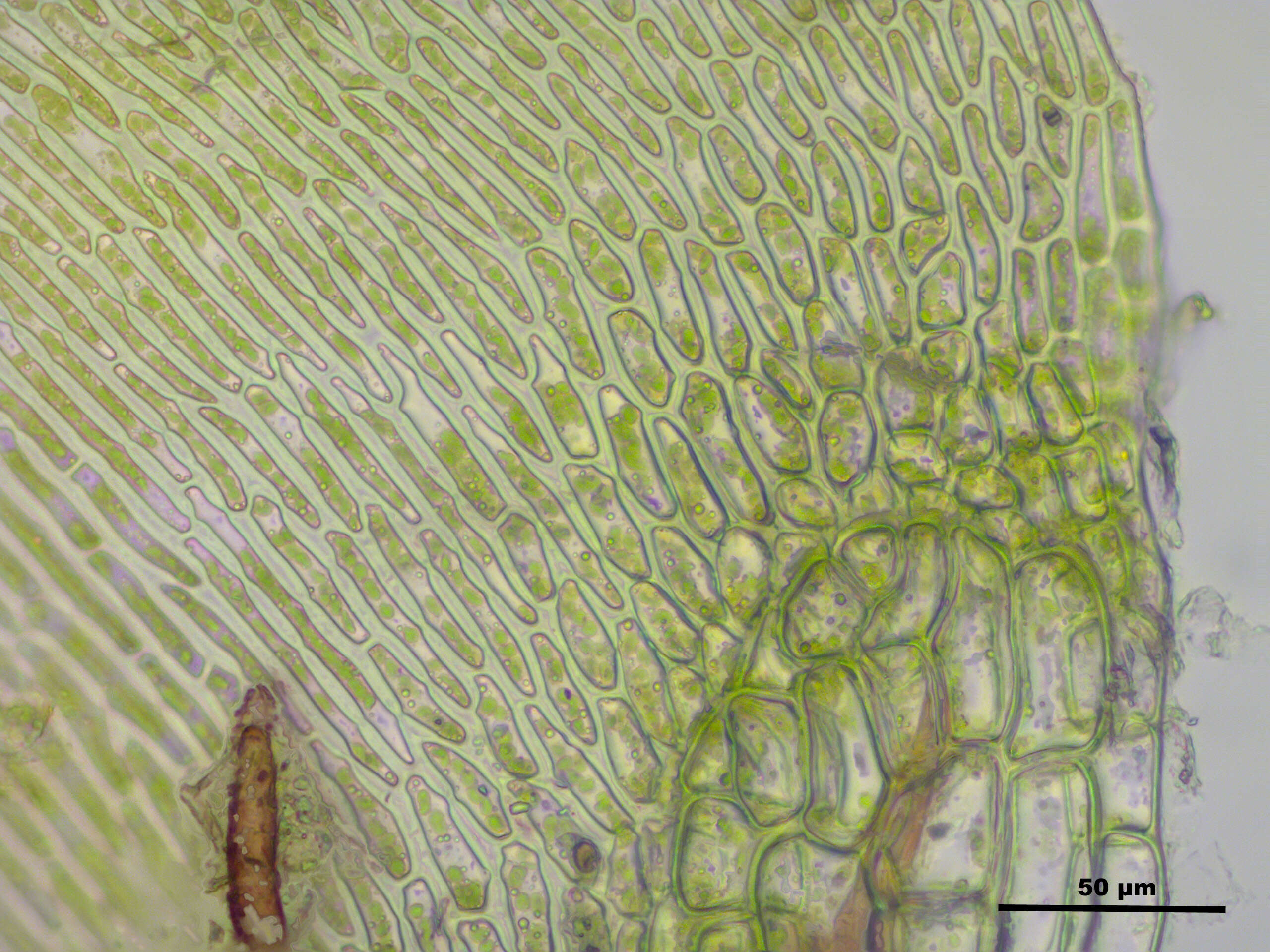 Слика од Campylium stellatum