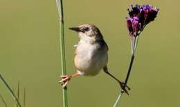 Image of Pale-crowned Cisticola