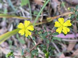 Image of Hibbertia empetrifolia (DC.) Hoogland