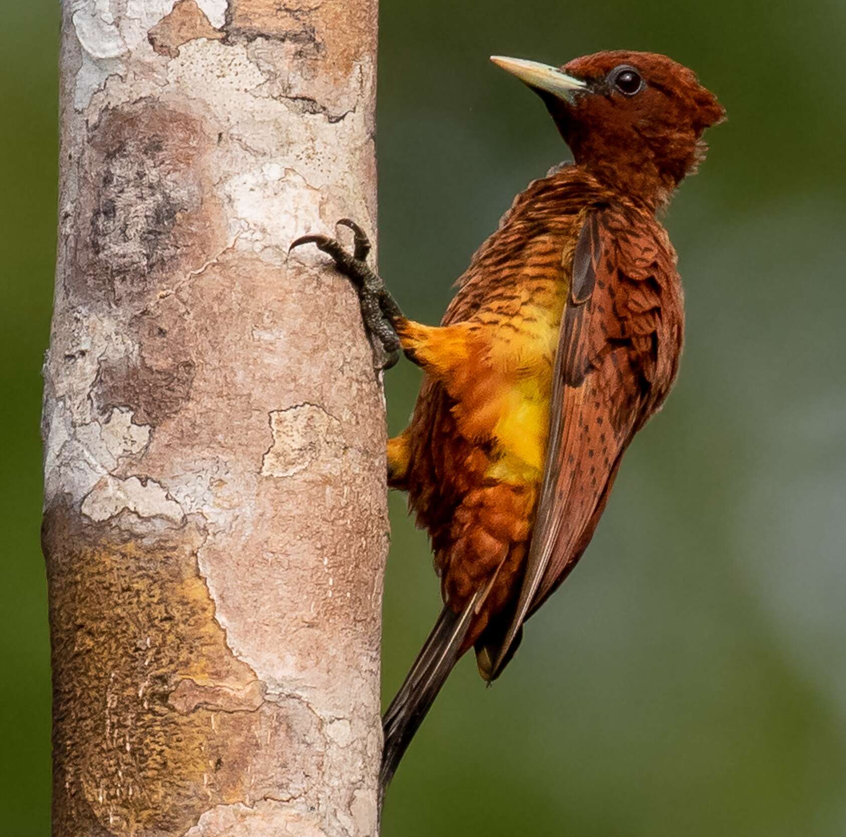 Image of Scale-breasted Woodpecker