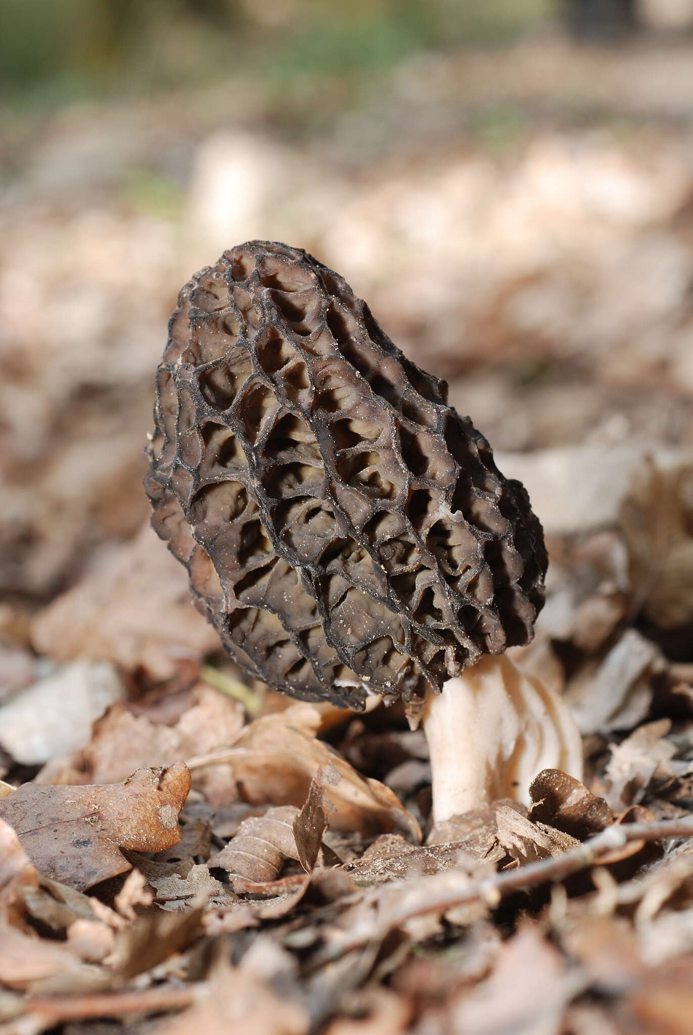 Imagem de Morchella esculenta (L.) Pers. 1801