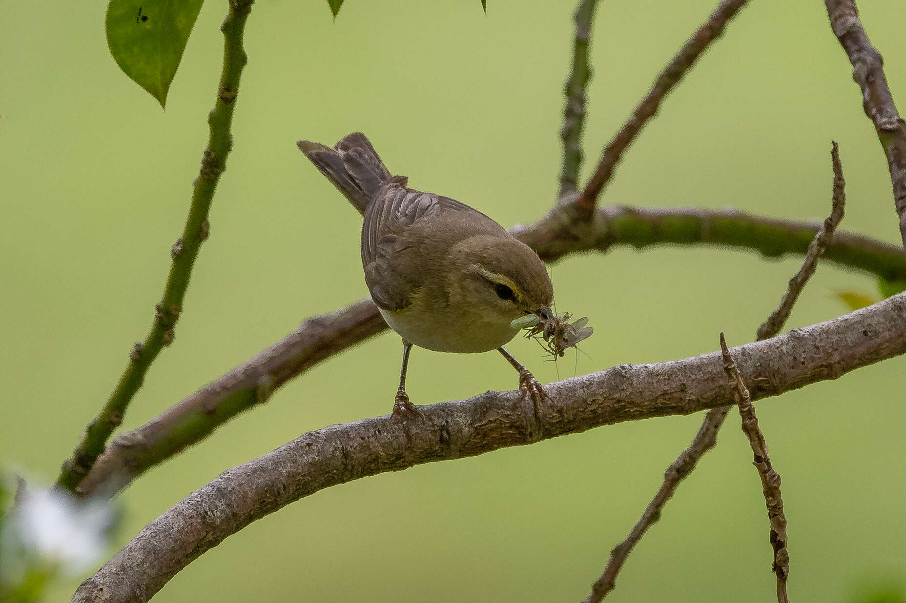 Image of Willow Warbler