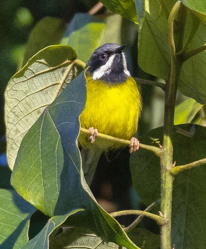 Image of Black-throated Apalis