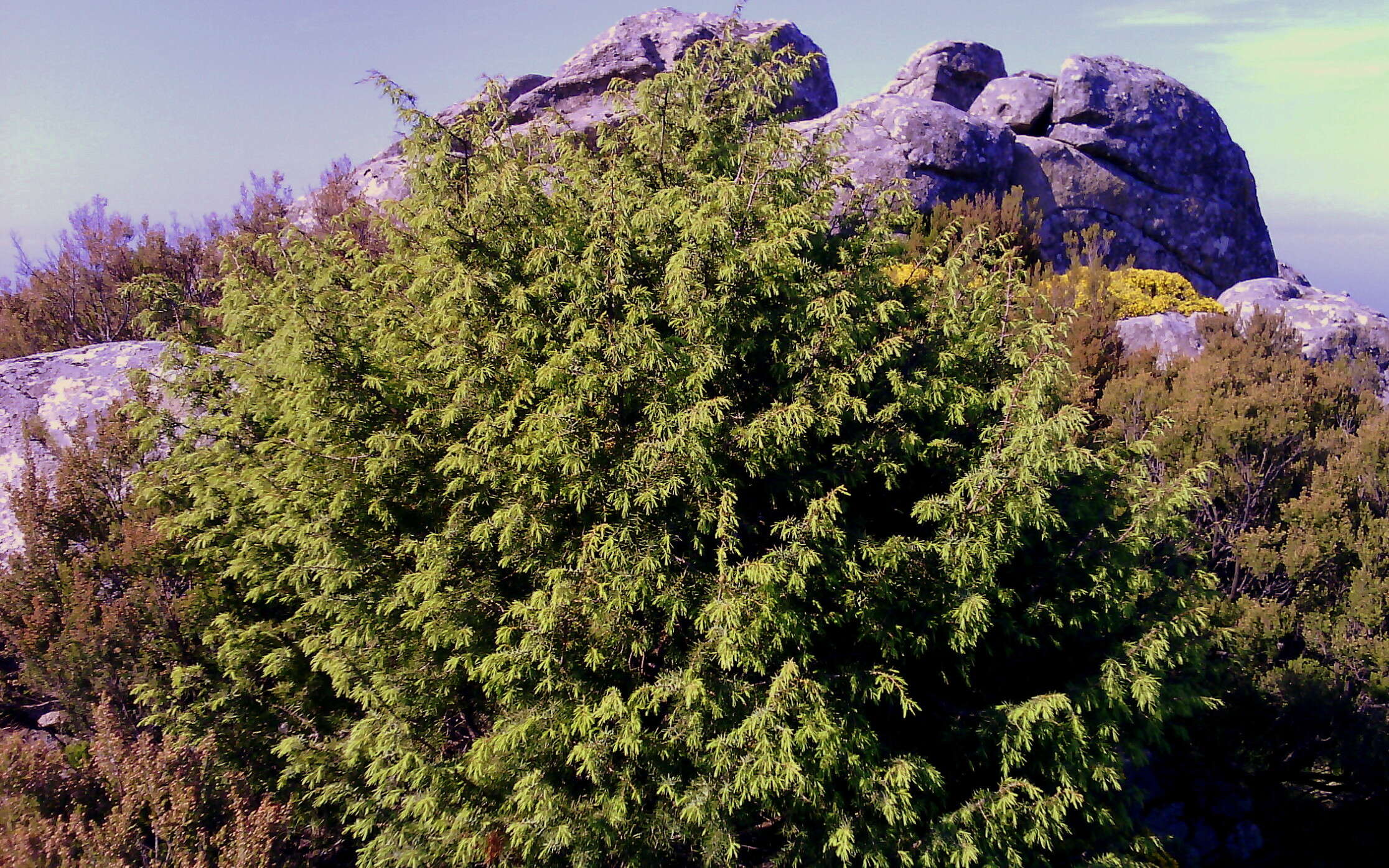 Image of Prickly Juniper