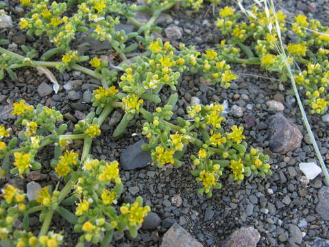 Image of Tetraena simplex (L.) Beier & Thulin