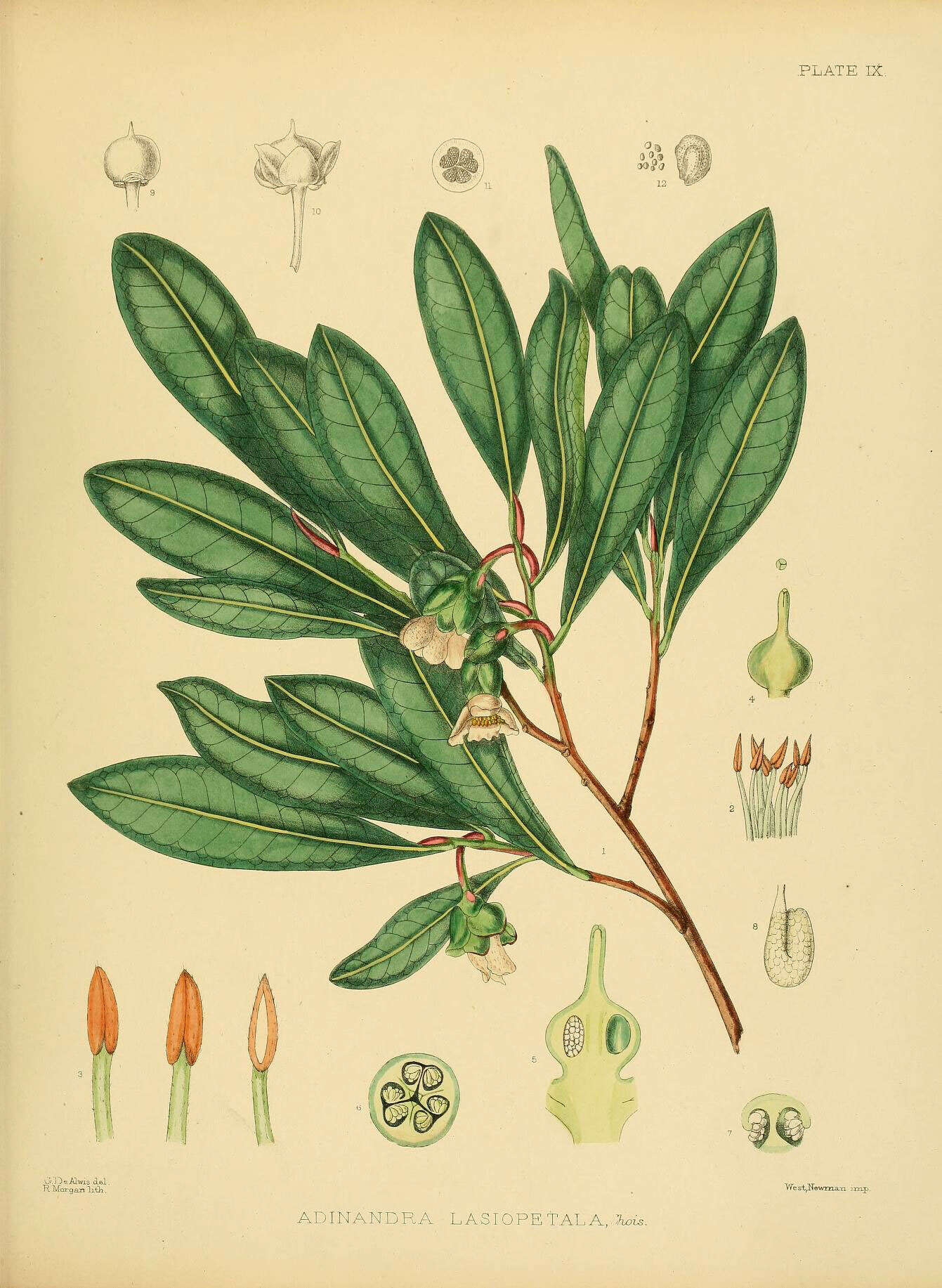 Image of Adinandra lasiopetala (Wight) Choisy
