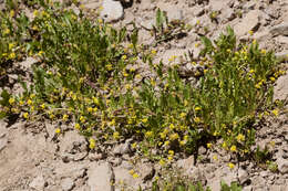 Image of bluntleaf yellowcress