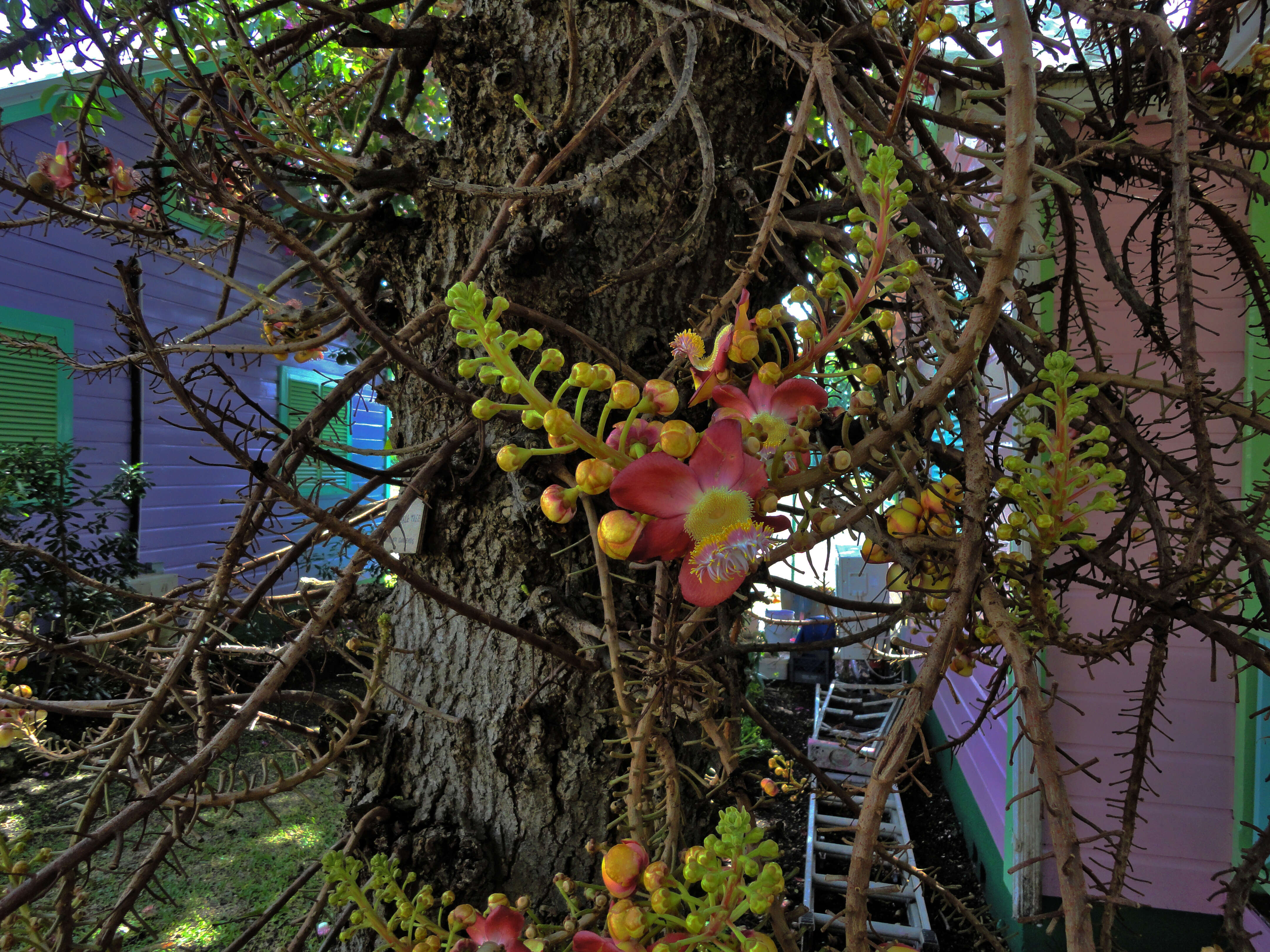 Image of Cannonball Tree