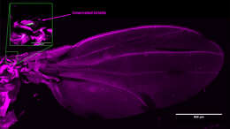 Image of fruit fly