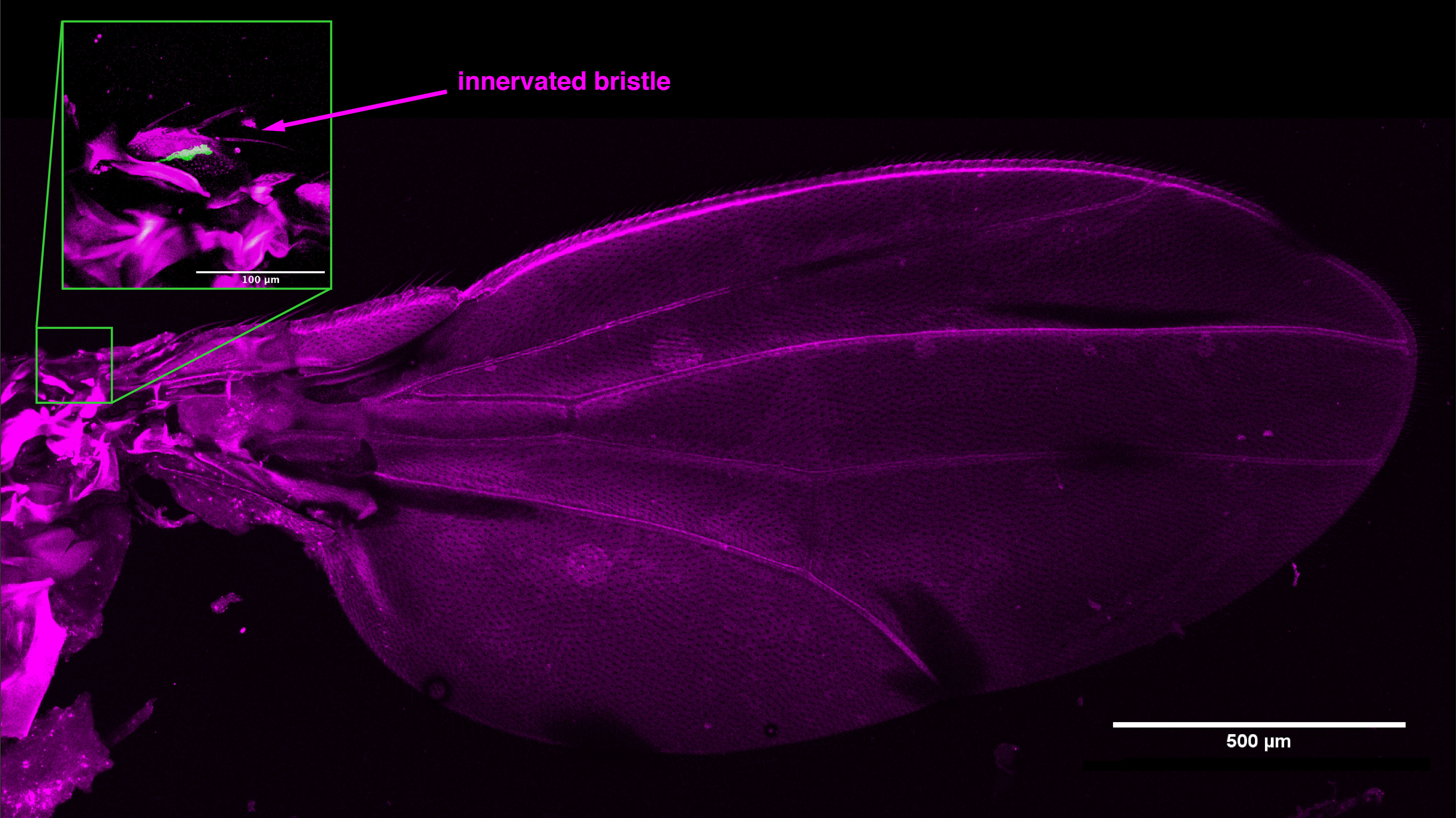 Image of fruit fly