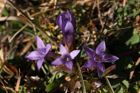 Image of chiltern gentian