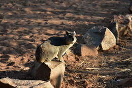 Image of Bush Hyrax