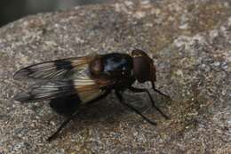 Image of gread pied hoverfly