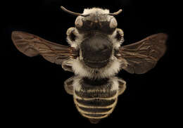 Image of Megachile coquilletti Cockerell 1915