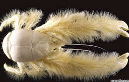 Image of yeti crabs