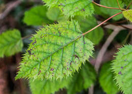 Image of wineberry