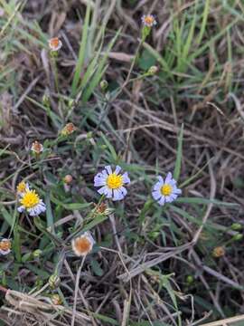 Image of Lawn American-Aster