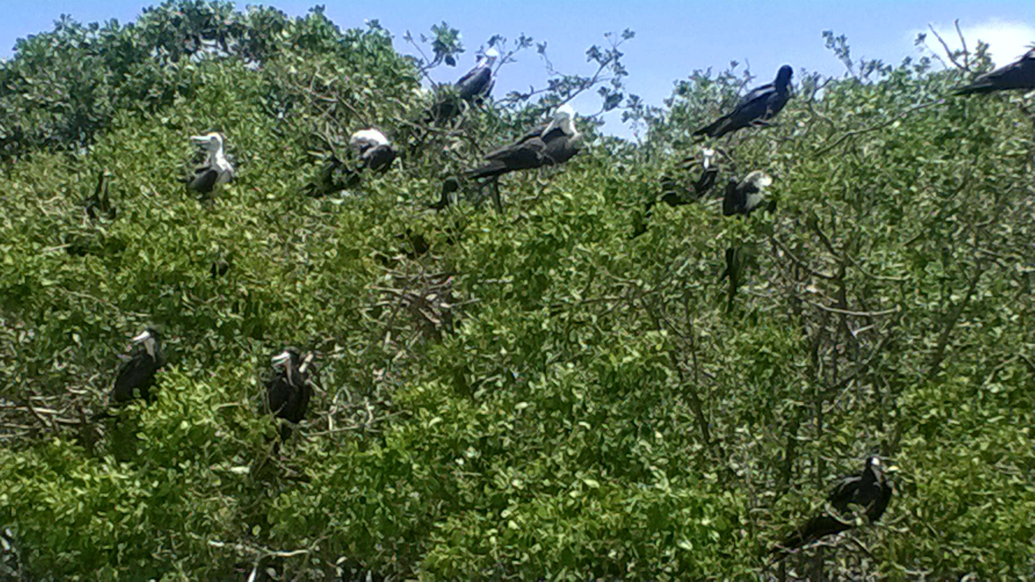 Image of frigatebirds