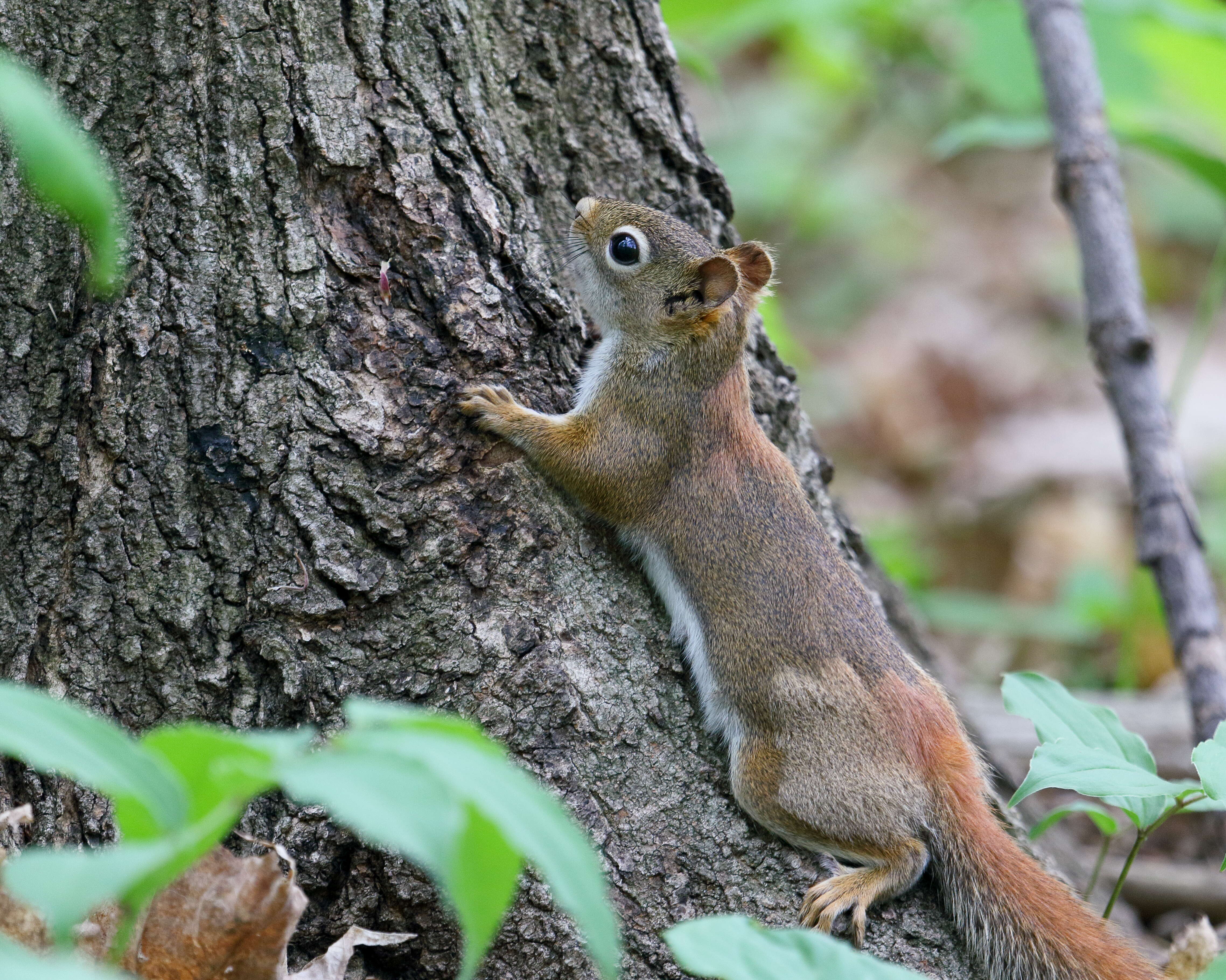 Image of pine squirrel