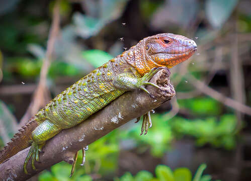 Image of Northern caiman lizard