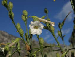 Plancia ëd Nicotiana attenuata Torr. ex S. Wats.