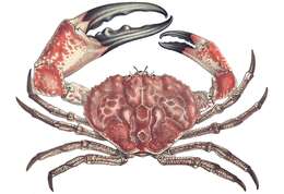 Image of Pseudocarcinus H. Milne Edwards 1834