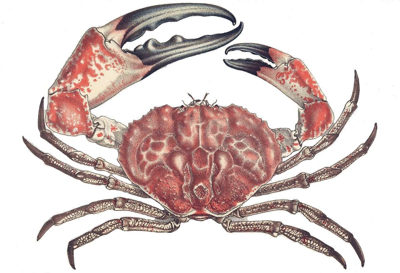 Imagem de Pseudocarcinus H. Milne Edwards 1834